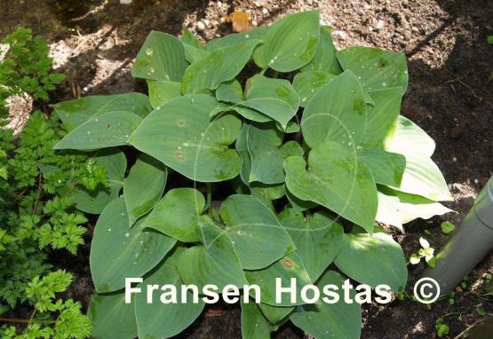 Hosta Sherborne Profusion